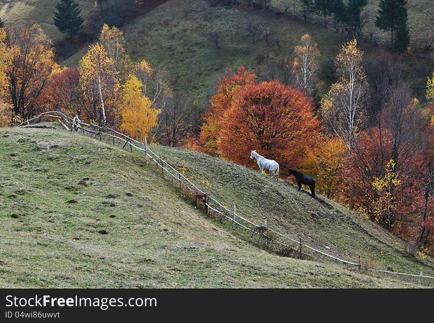 Two beautiful horses grazing in a green field.