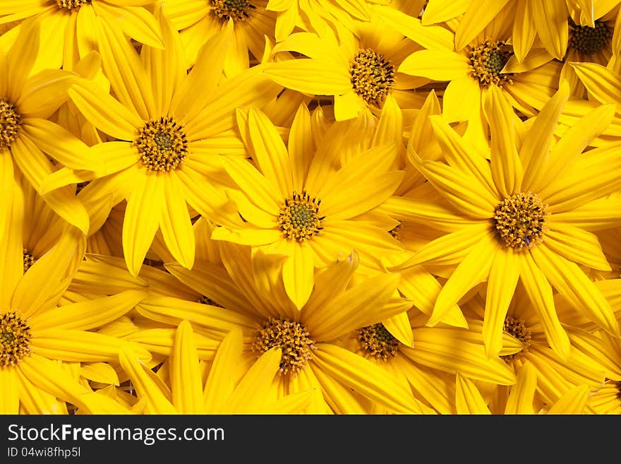 Jerusalem artichoke (Helianthus tuberosus. Also called sunroot, sunchoke, earth apple or topinambour) flowers background. Jerusalem artichoke (Helianthus tuberosus. Also called sunroot, sunchoke, earth apple or topinambour) flowers background.