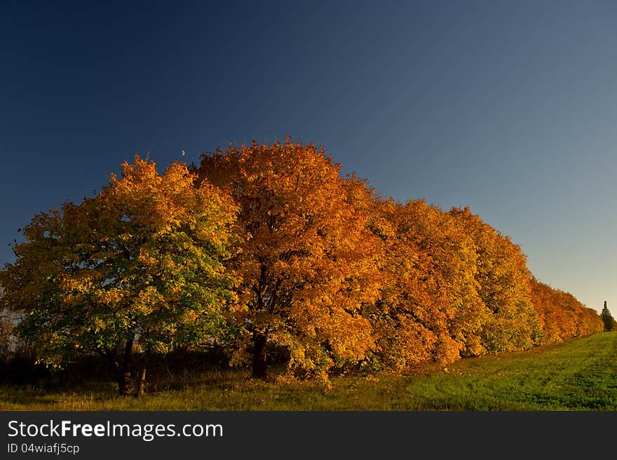 Bright beautiful autumn landscape, with golden leaves of a maple