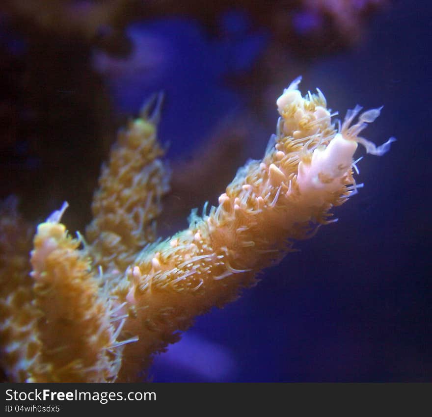 Acropora coral close up in a reef aquarium