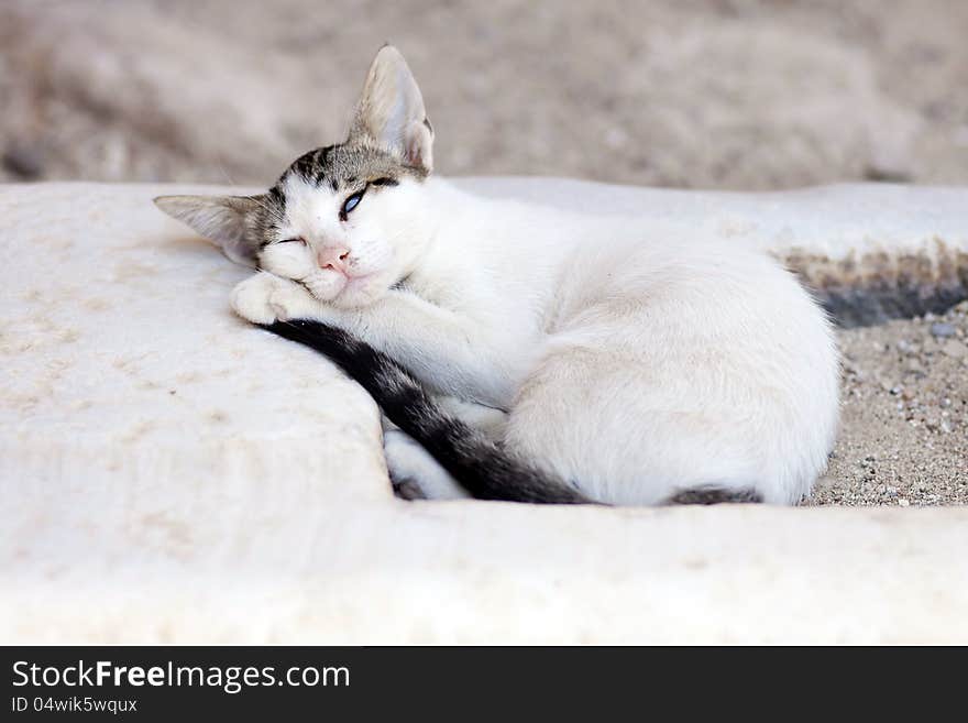 Cute little white cat sleeping on rock. Cute little white cat sleeping on rock