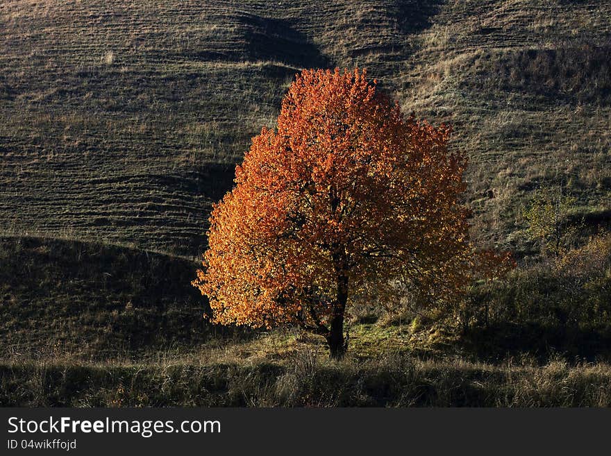 Lonely autumn tree