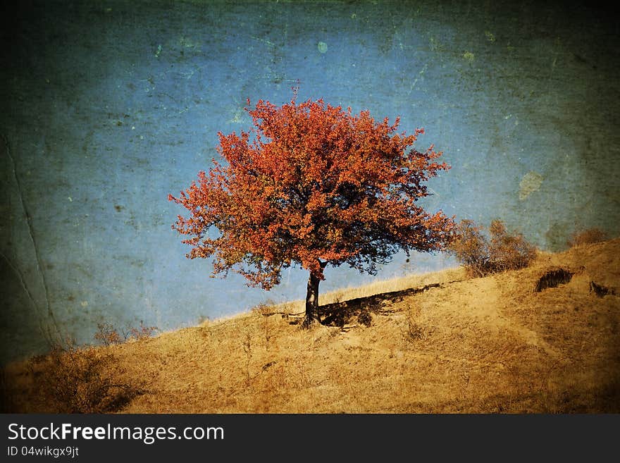 Vintage photo of lonely beautiful autumn tree. Vintage photo of lonely beautiful autumn tree