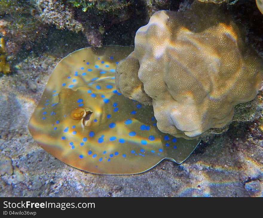 A Blue spotted stingray fish in Egypt