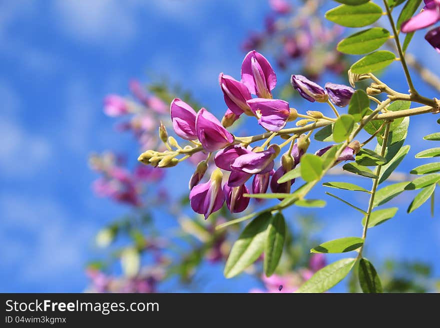 Blooming Corckbush flowers from Africa. Photo taken in Namibia. Blooming Corckbush flowers from Africa. Photo taken in Namibia.