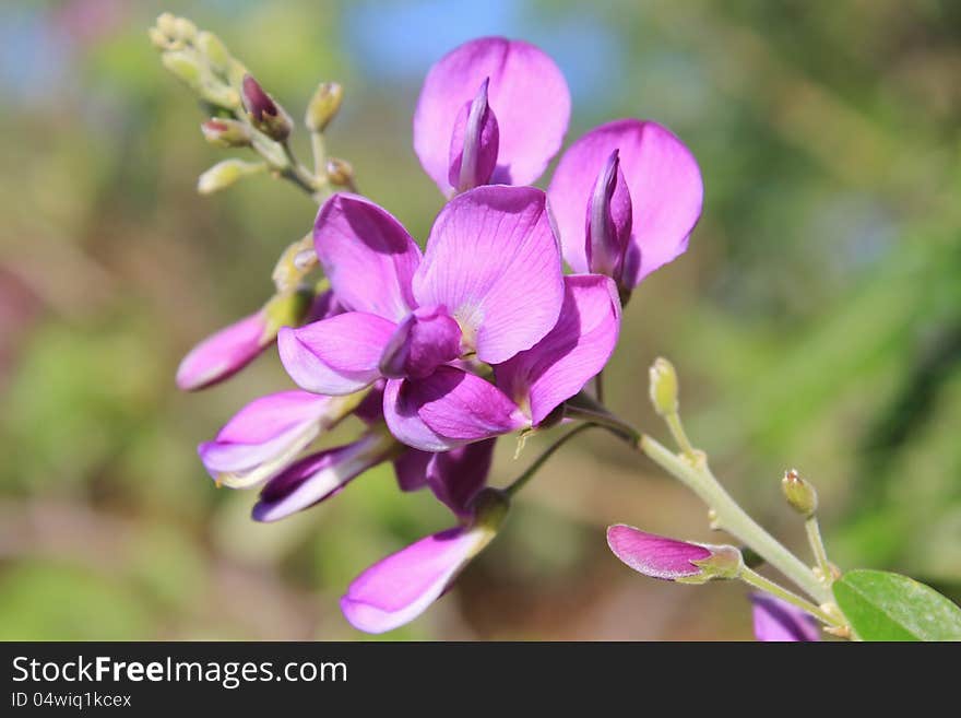 Blooming Corckbush flowers from Africa. Photo taken in Namibia. Blooming Corckbush flowers from Africa. Photo taken in Namibia.