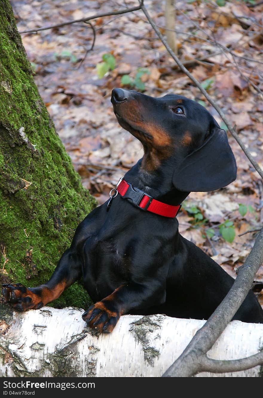 Young black and tan dachshund in autumn forest