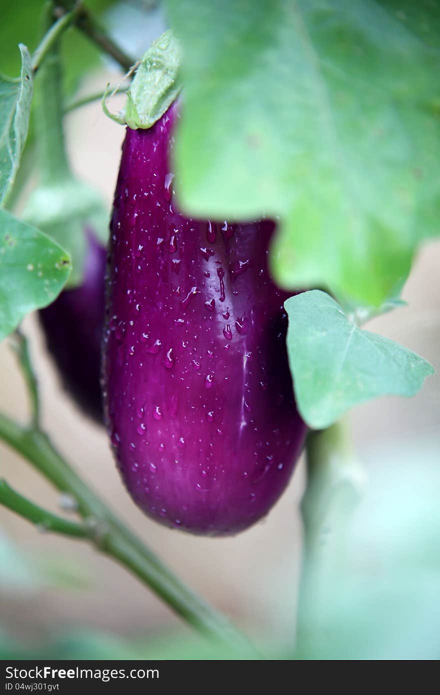 Organic Aubergine or egg-plant. Organic Aubergine or egg-plant