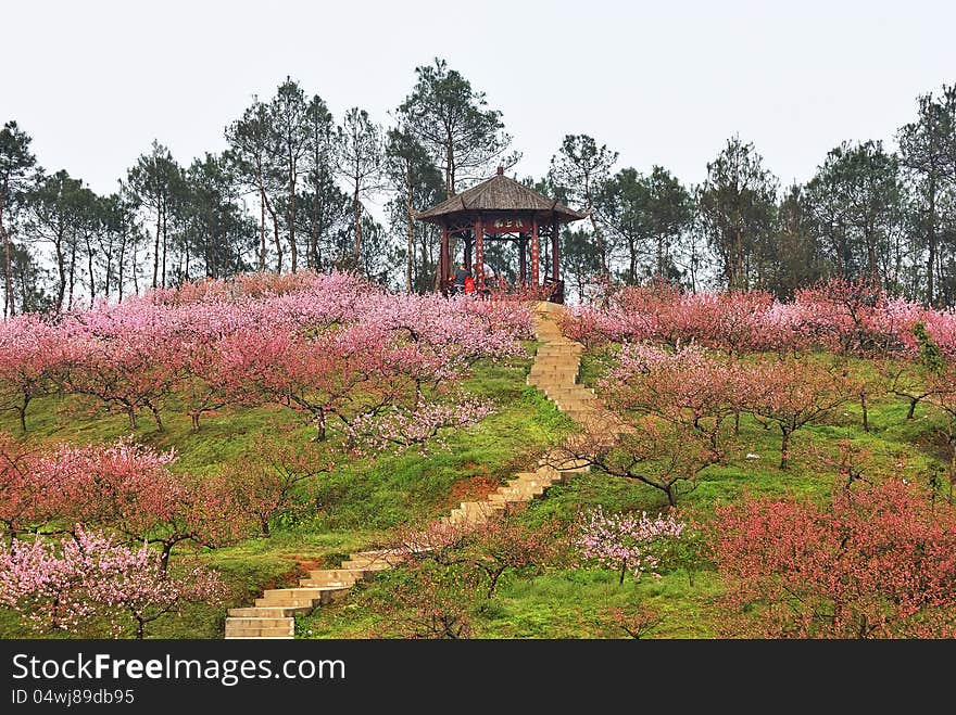 The spring comes and the peach trees are in full bloom. There is a pavilion on the hillside. The spring comes and the peach trees are in full bloom. There is a pavilion on the hillside.