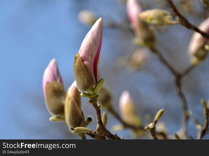 Closed pink buds of Magnolia tree in Salzburg, Austria. Closed pink buds of Magnolia tree in Salzburg, Austria