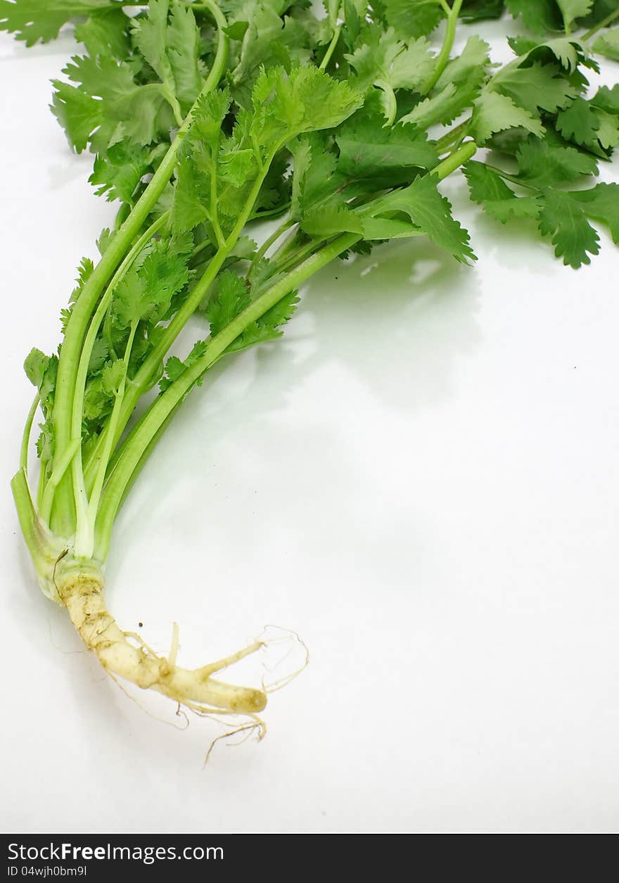 Parsley  on white background