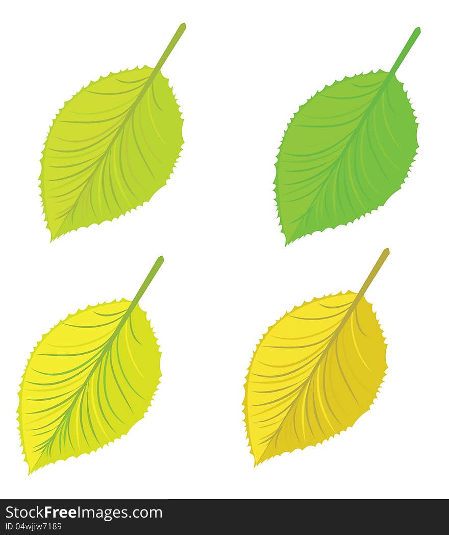 Set of colorful bright autumn leaves on white background. Set of colorful bright autumn leaves on white background.