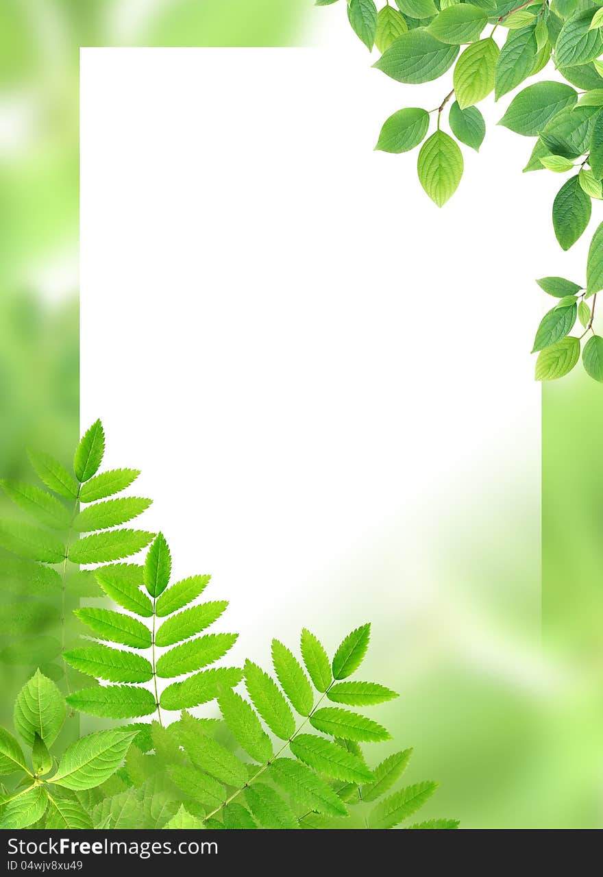 Green background with leaves and blank white surface for text. Green background with leaves and blank white surface for text