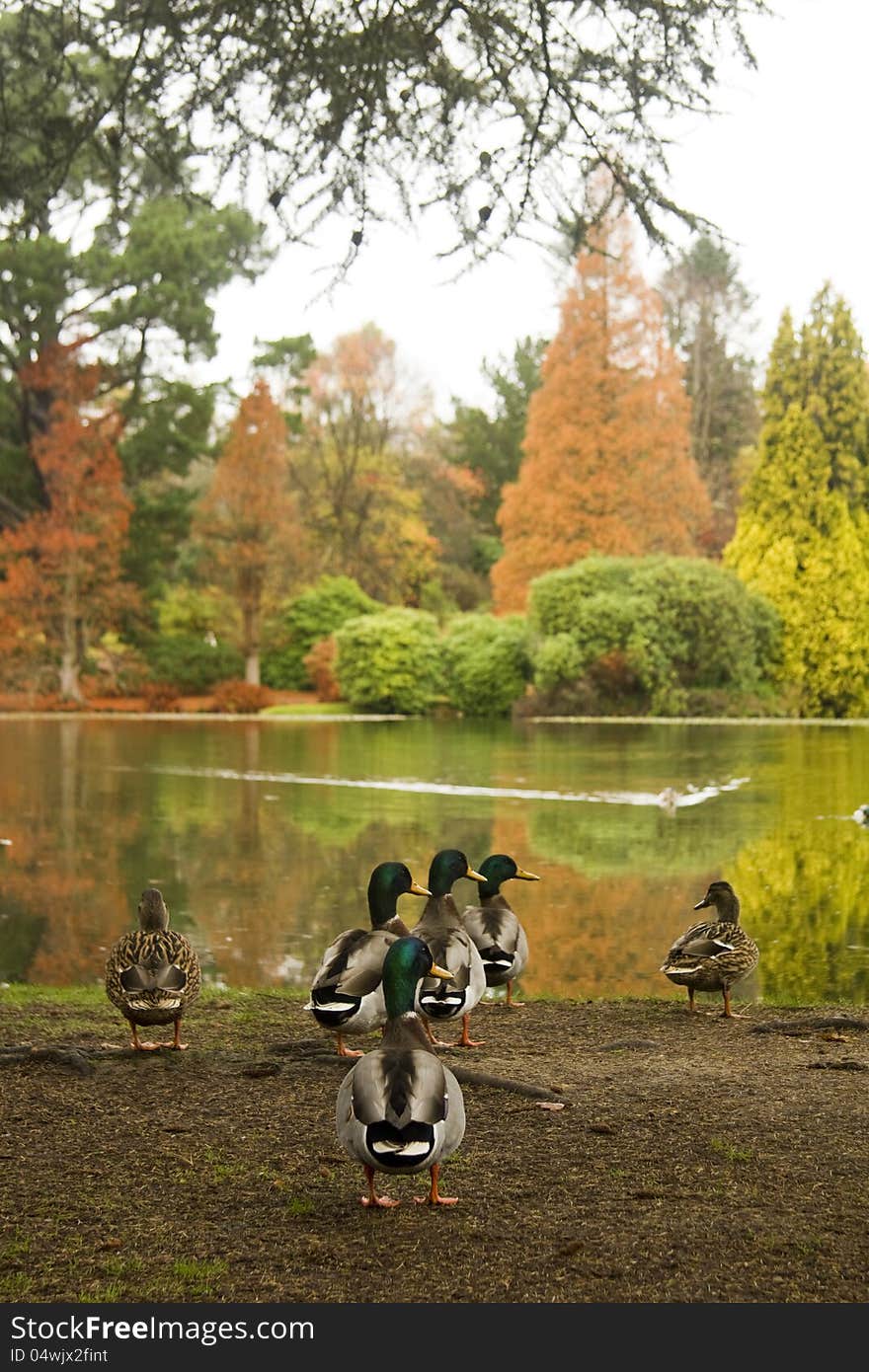 View from side of one of the lakes at spectacular Sheffield Park in Sussex. View from side of one of the lakes at spectacular Sheffield Park in Sussex