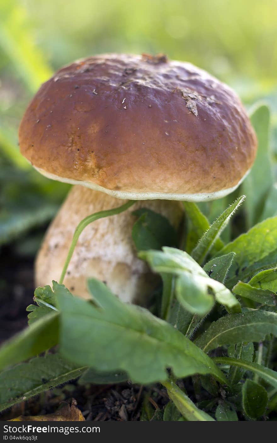 Boletus Edulis mushroom