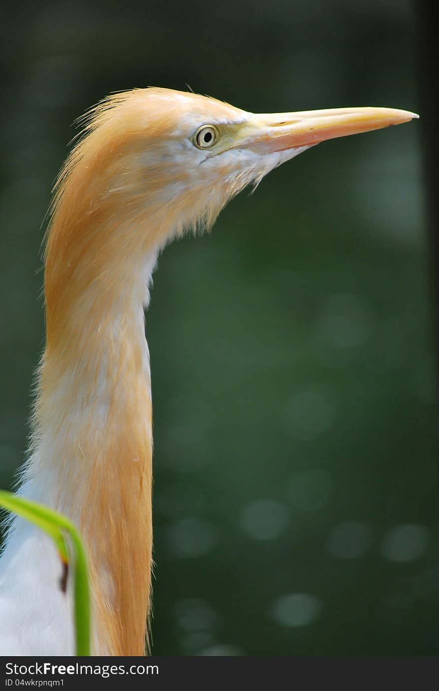 Orange brown cattle egret looking sideways