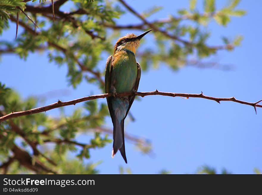 Bee-eater Greens - African Wild Birds