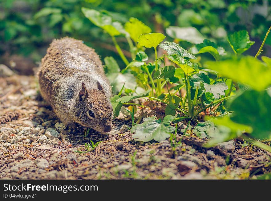 Squirrel looking for food in the forest