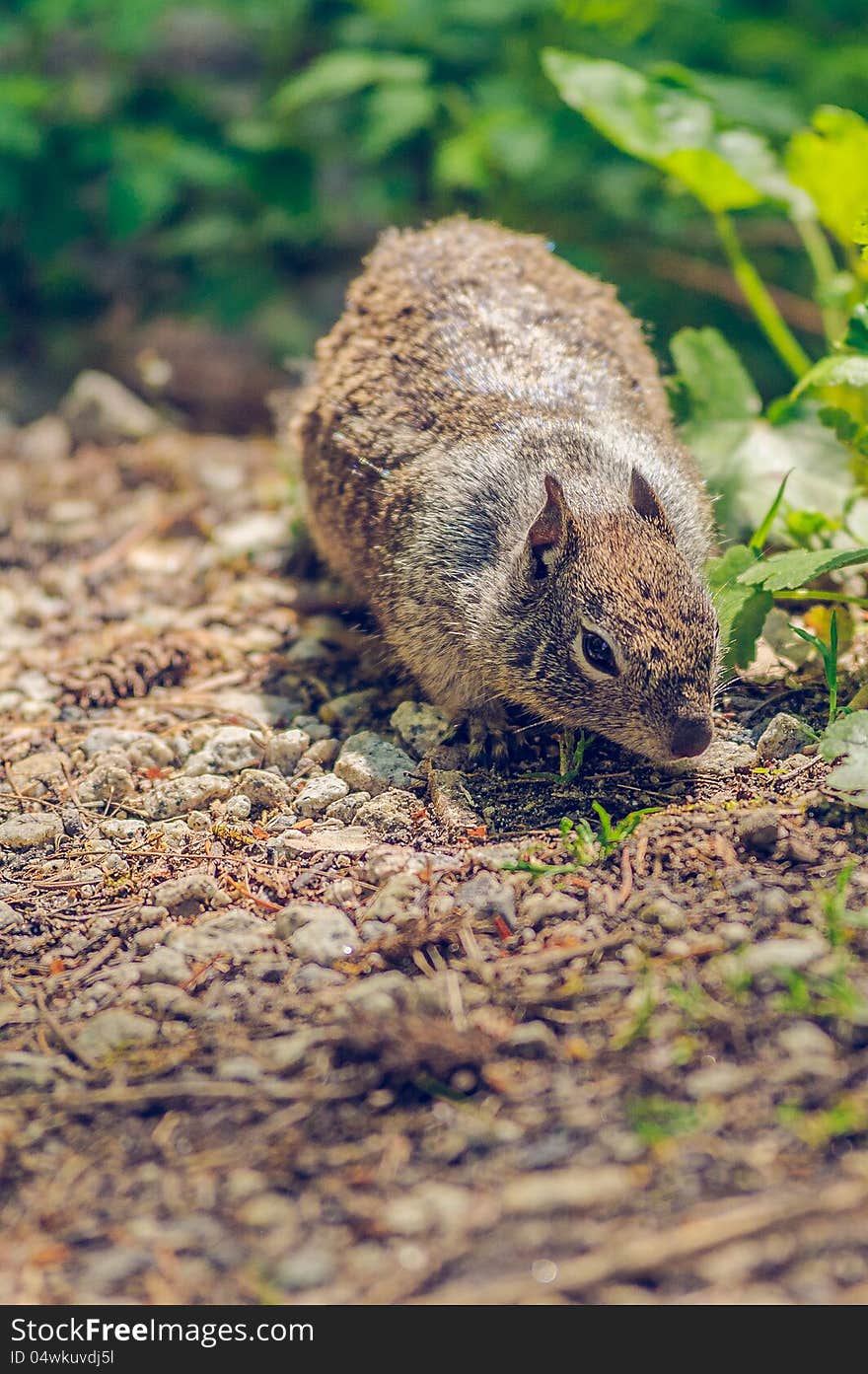 Squirrel sniffing and looking for food in the forest. Squirrel sniffing and looking for food in the forest