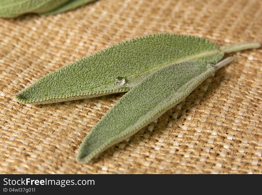 Salvia leaves on sacking background