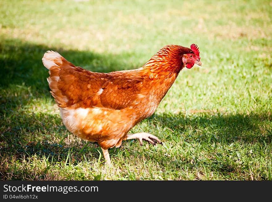 A hen walking across the yard. A hen walking across the yard.