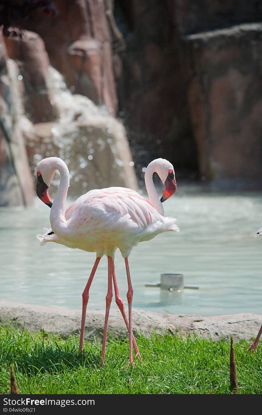 Two flamingos posing in a symmetrical manner. Two flamingos posing in a symmetrical manner