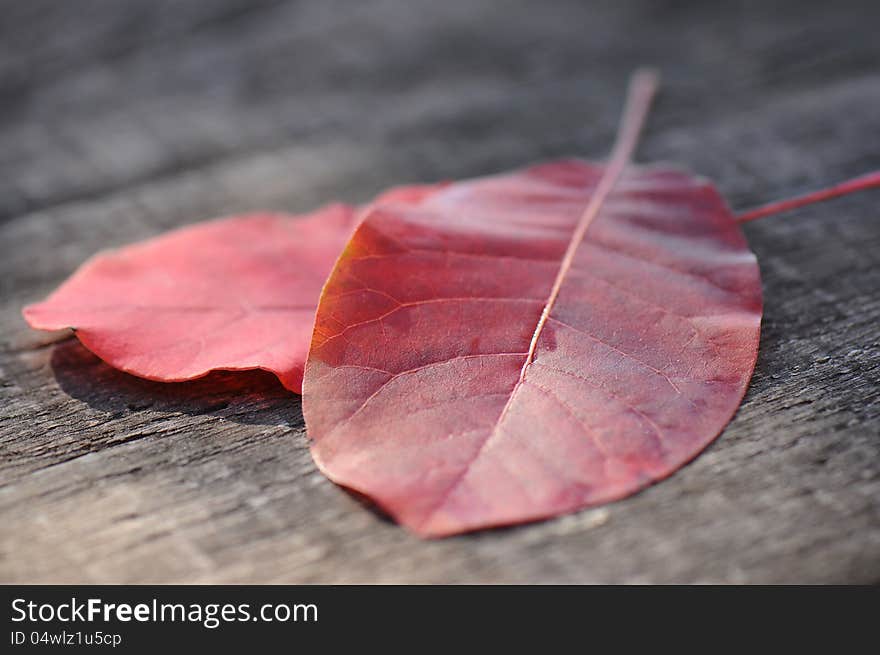 Autumn Leaves over wooden background