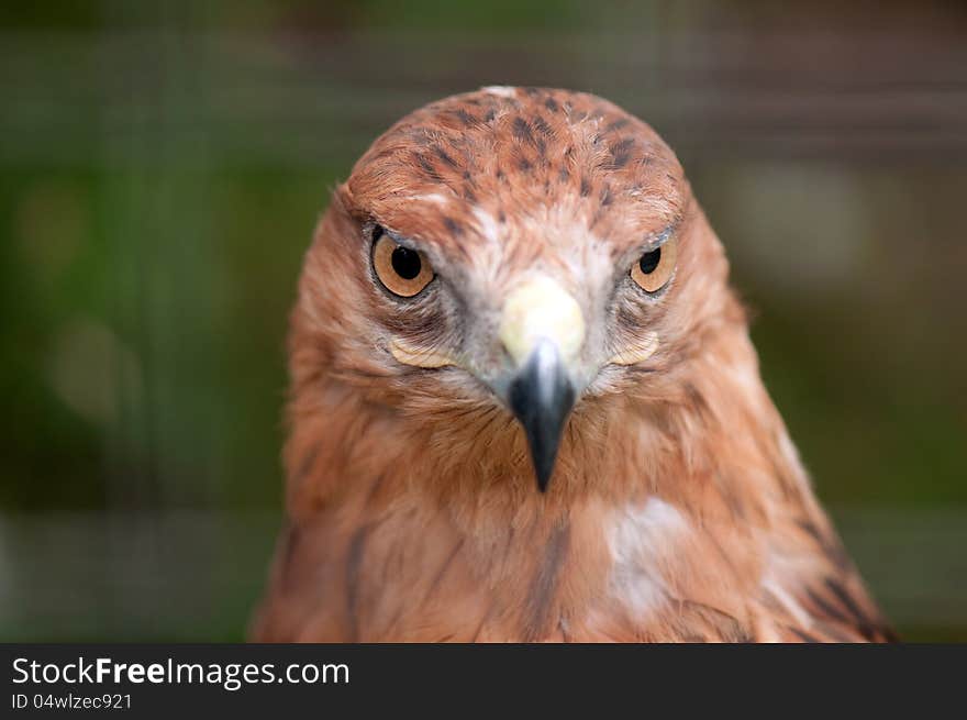 Close-up Of Hawk