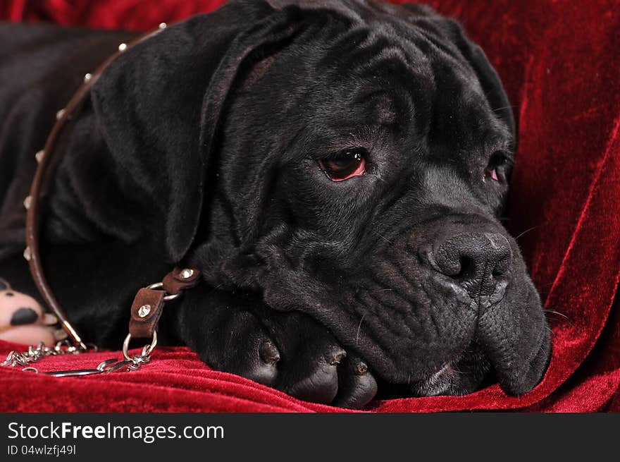 Black cane corso puppy portrait in leather collar