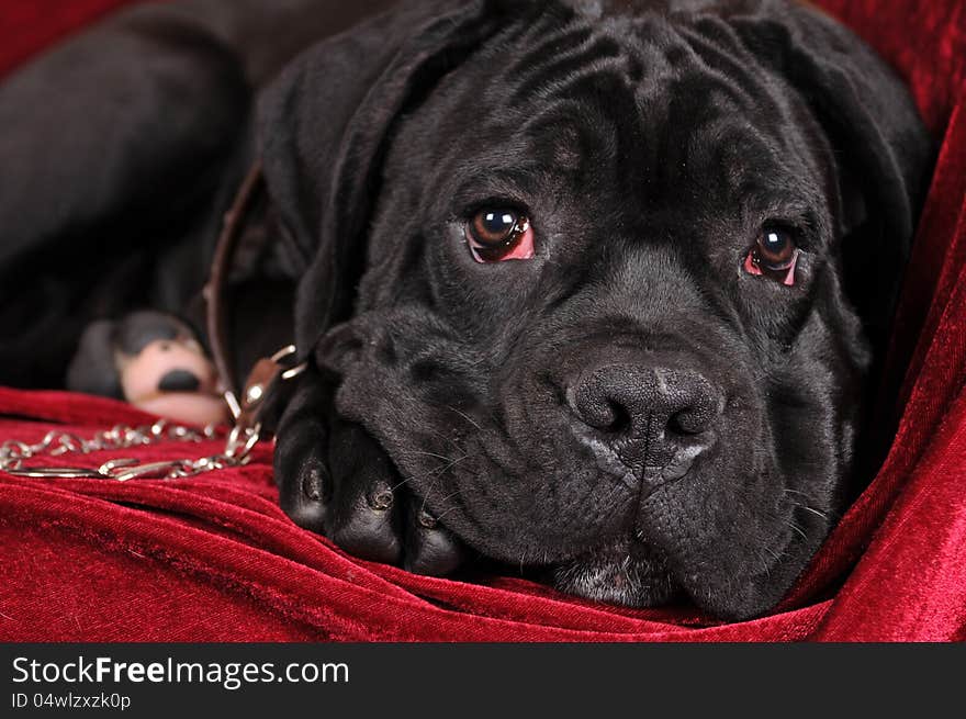 Black cane corso puppy portrait