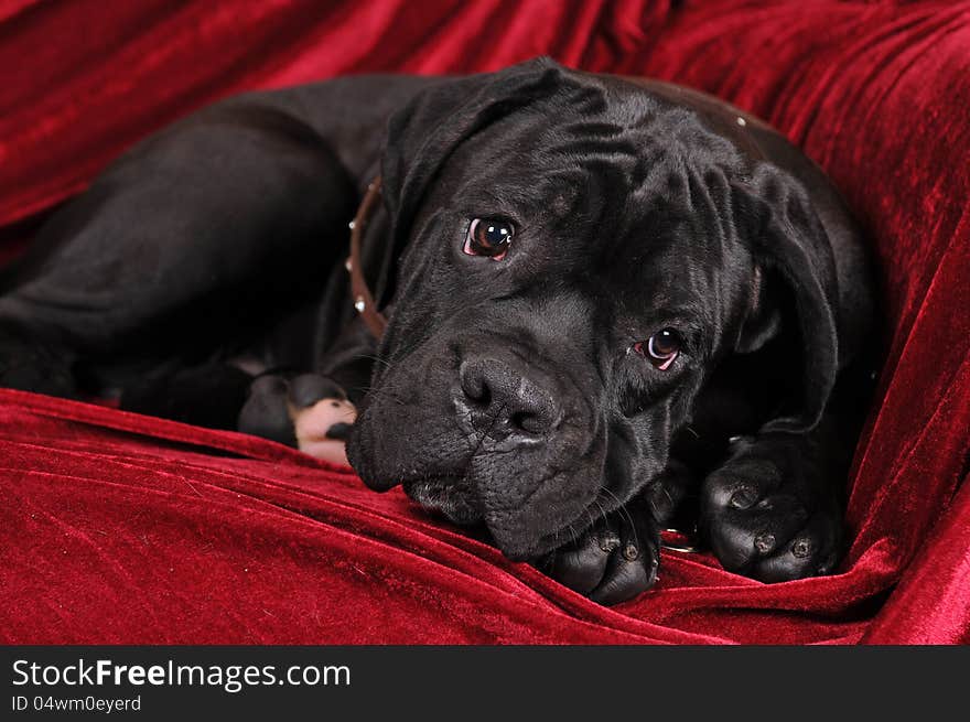 Cute cane corso puppy portrait