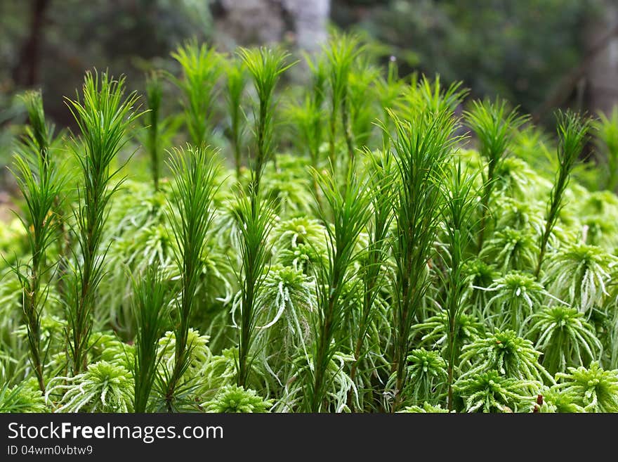 Moss Closeup