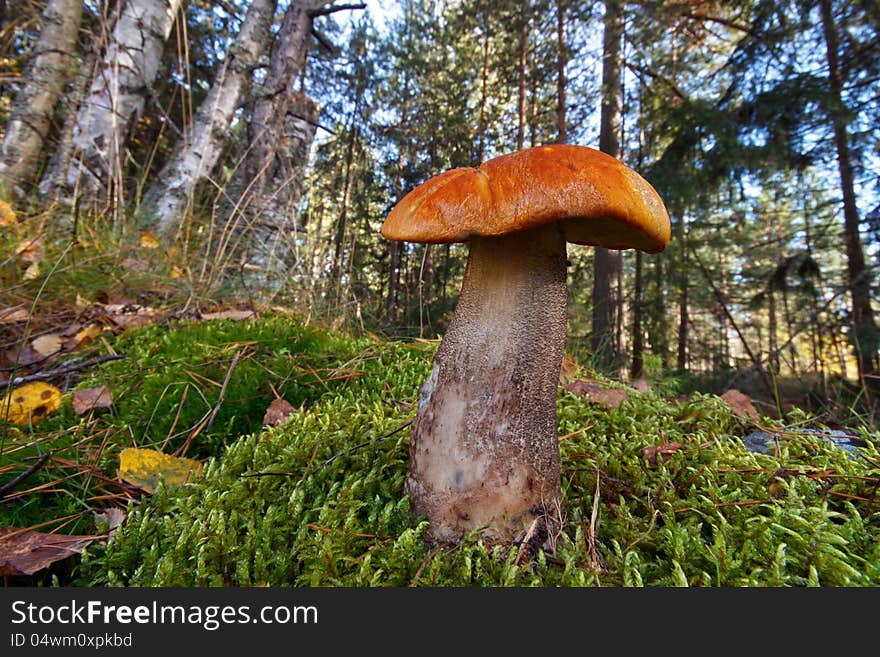 Bolete Mushroom