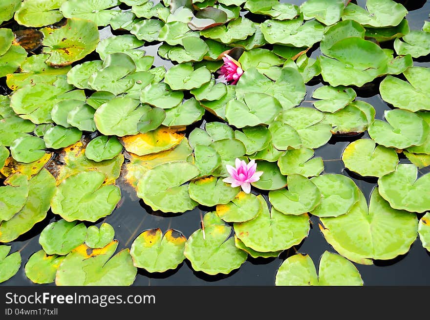 Water lilies on the lake