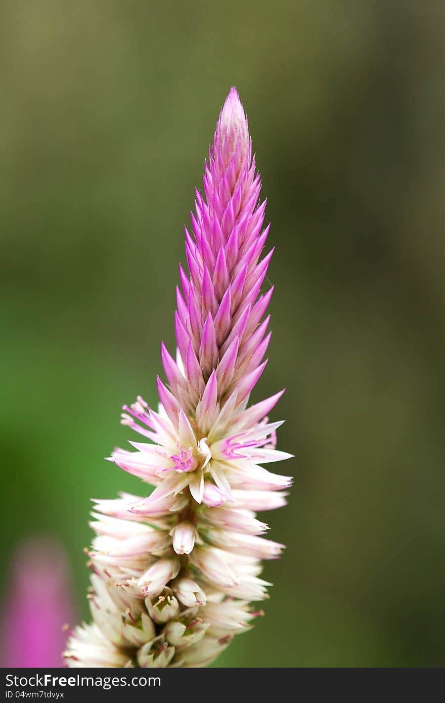 Closeup of a flower