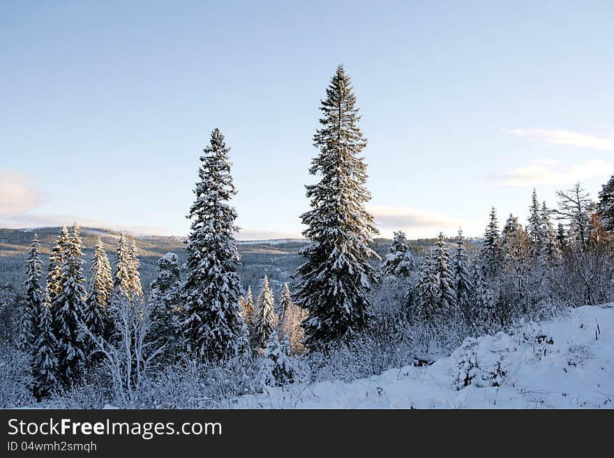 Winter landscape with trees and snow