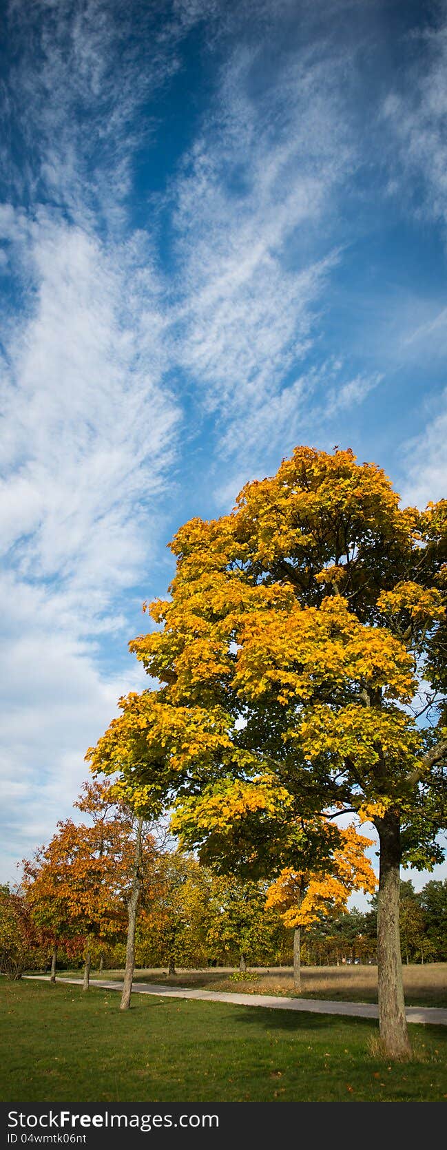 Parkland view with a tree