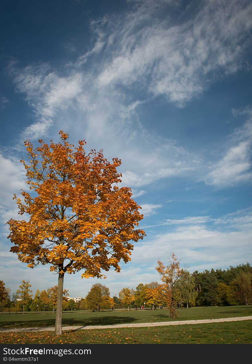 Parkland view with a tree