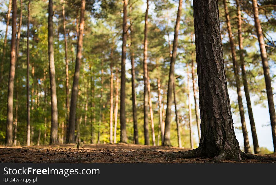 In the forrest