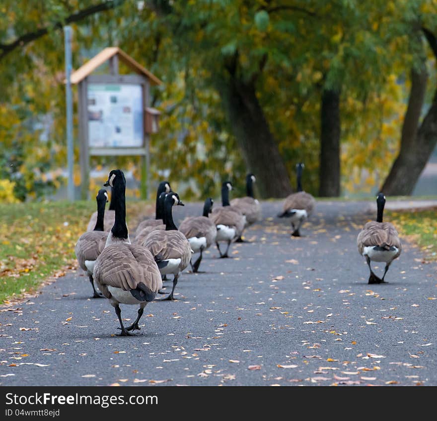 Canadian geese march in a row