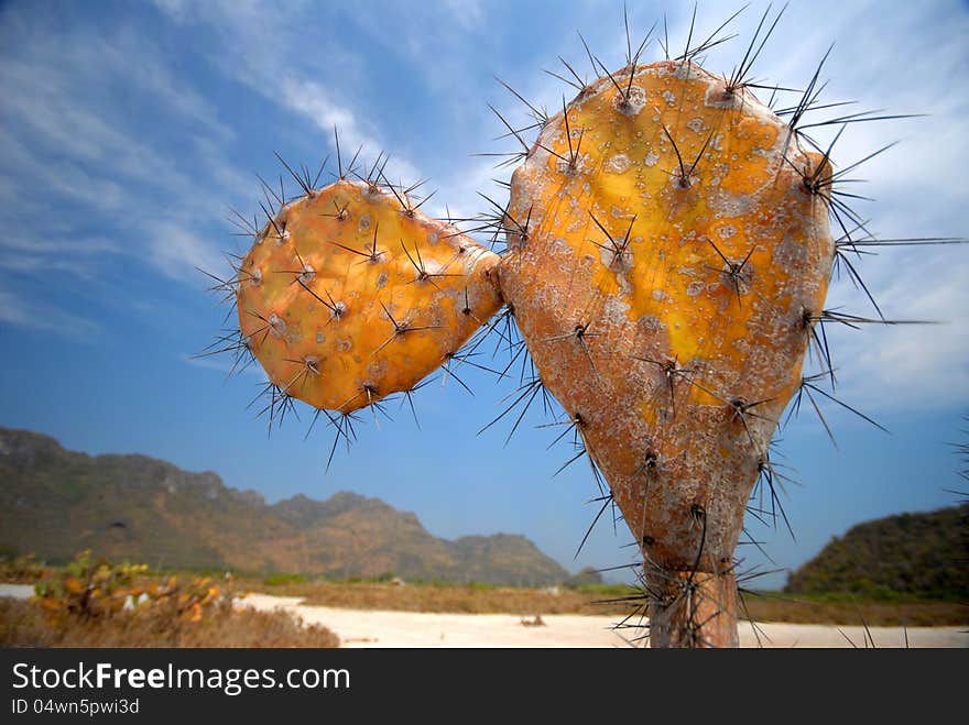 Opuntia (cactus) in Sam roi yot field.Khao Sam Roi Yot National Park.Prachuap Khiri Khan Province.Thailand. Opuntia (cactus) in Sam roi yot field.Khao Sam Roi Yot National Park.Prachuap Khiri Khan Province.Thailand