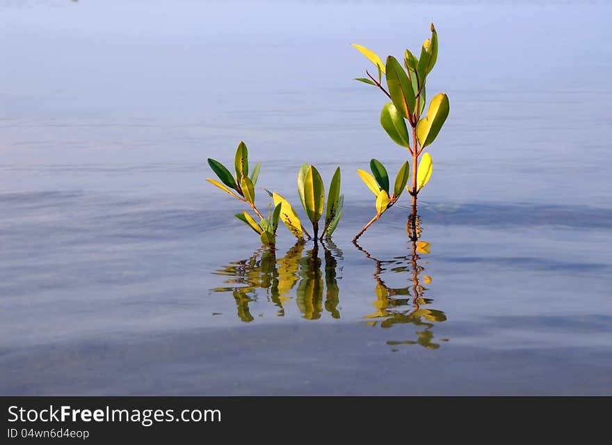 Young  mangrove.