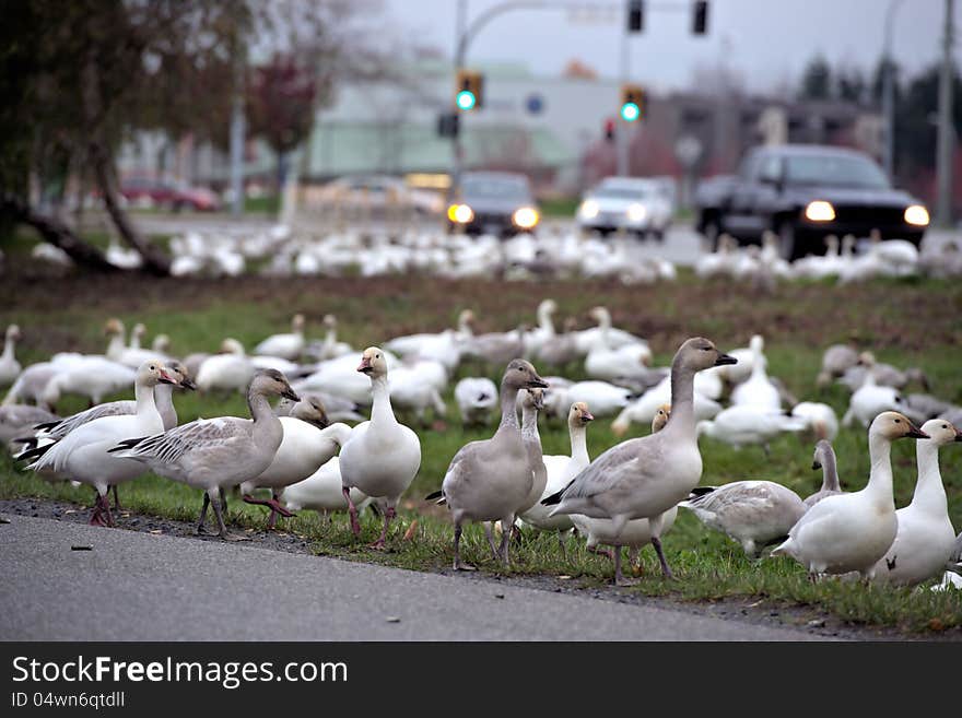 Goose in the city