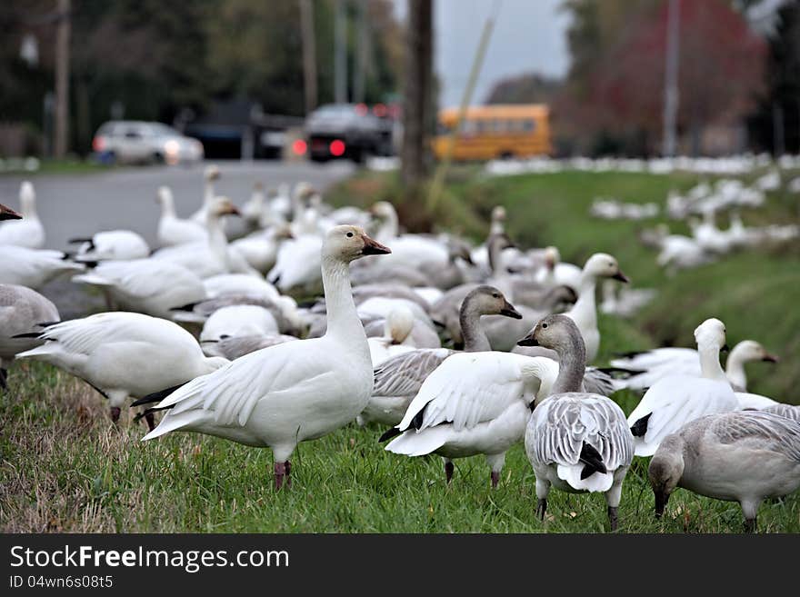 Goose in the city