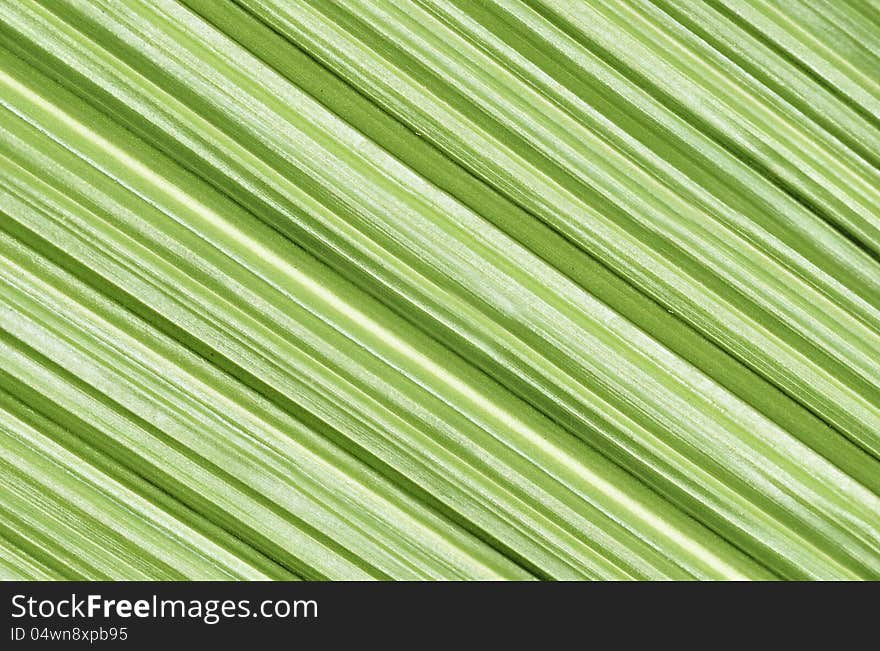 Closeup Of Palm Leaf