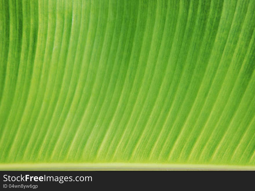 The part of banana leaf for background. The part of banana leaf for background