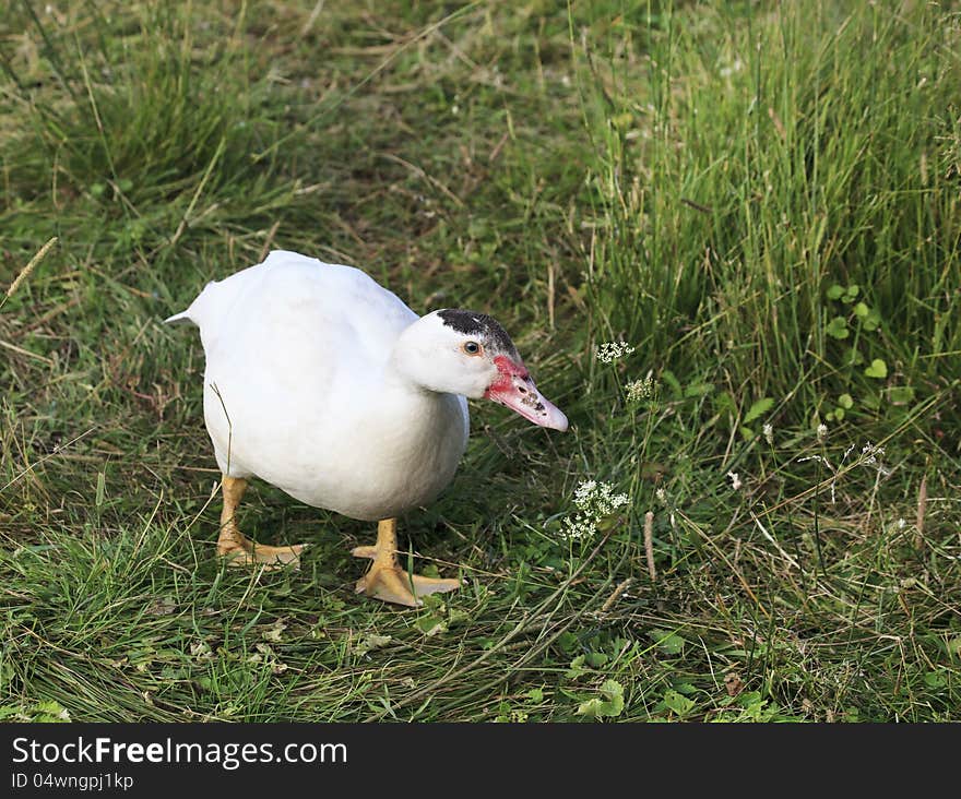 Duck walk on the grass.