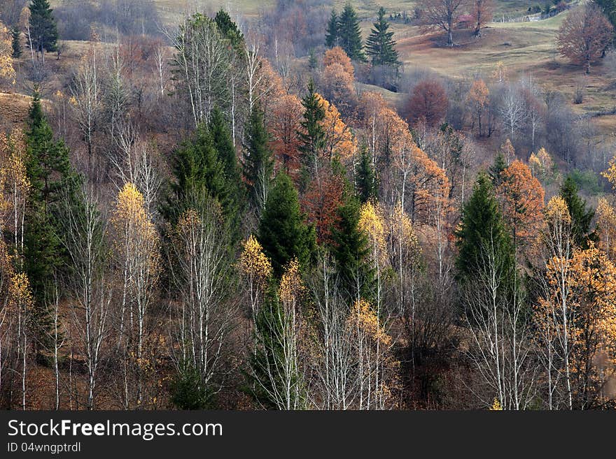 Beautiful forest in autumn season. Beautiful forest in autumn season