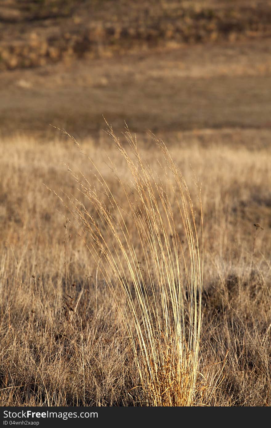 Grass in fall season