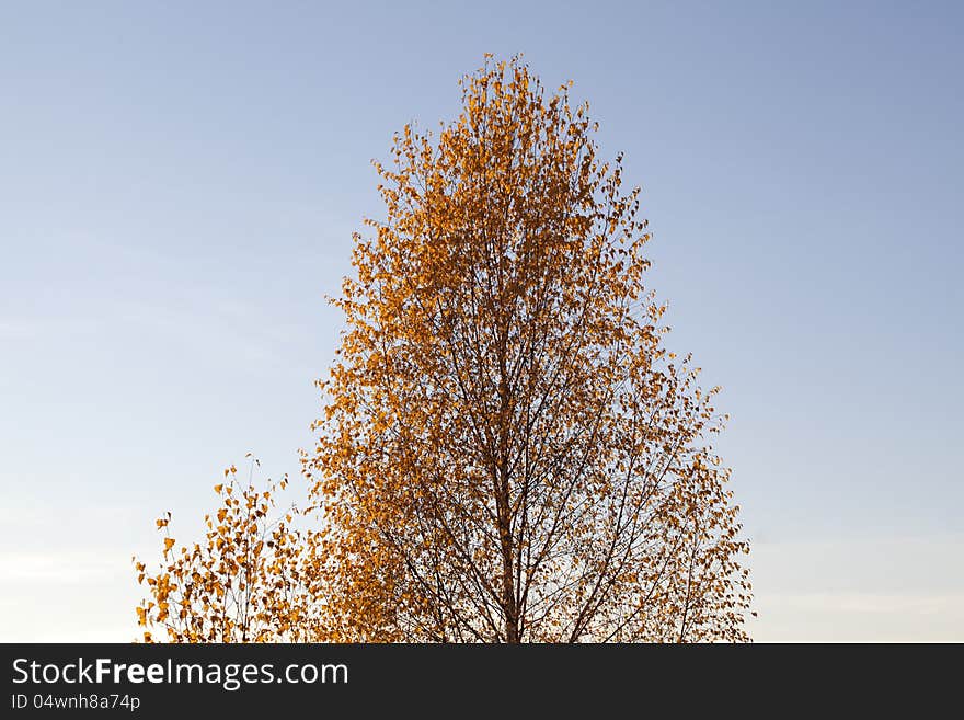 Birch against blue sky